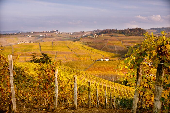 Poster  Paysage de vignoble d'automne