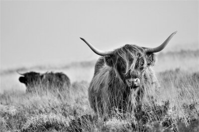Paysage en noir et blanc avec des vaches écossaises