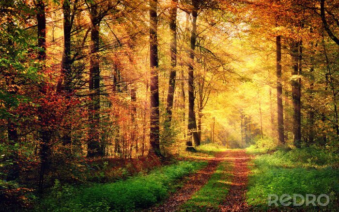Poster  Paysage forestier aux couleurs de l'automne