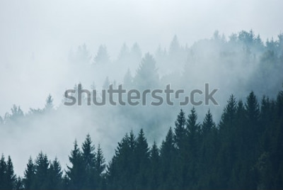 Poster  Paysage forestier avec brouillards