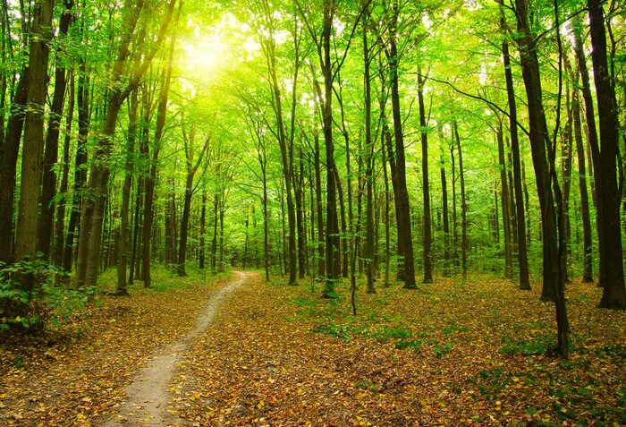 Poster  Paysage forestier avec chemin