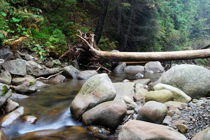 Poster  Paysage forestier avec ruisseau