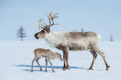 Poster  Paysage hivernal avec des rennes