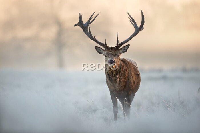 Poster  Paysage hivernal avec un animal sauvage