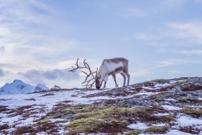 Poster  Paysage norvégien avec des rennes