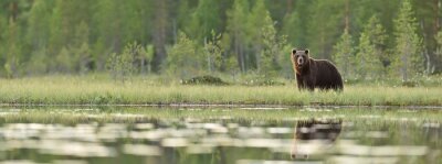 Paysage panoramique avec un ours