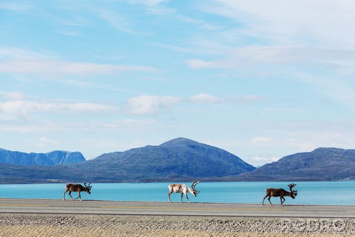 Poster  Paysage scandinave avec des cerfs sur la plage