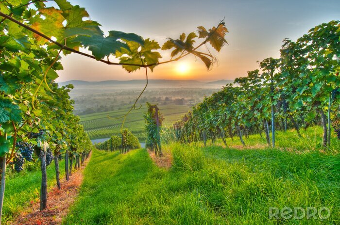 Poster  Paysage viticole