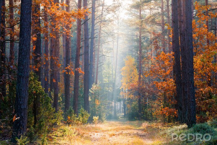 Poster  Paysages d'automne