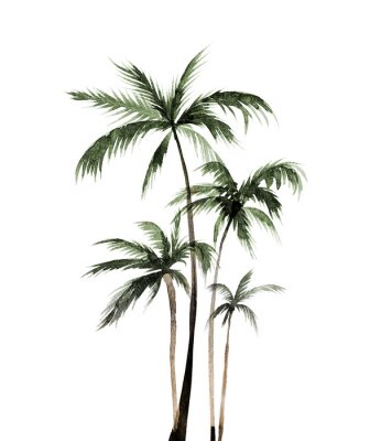 Poster  Peinture à l'aquarelle de cinq palmiers
