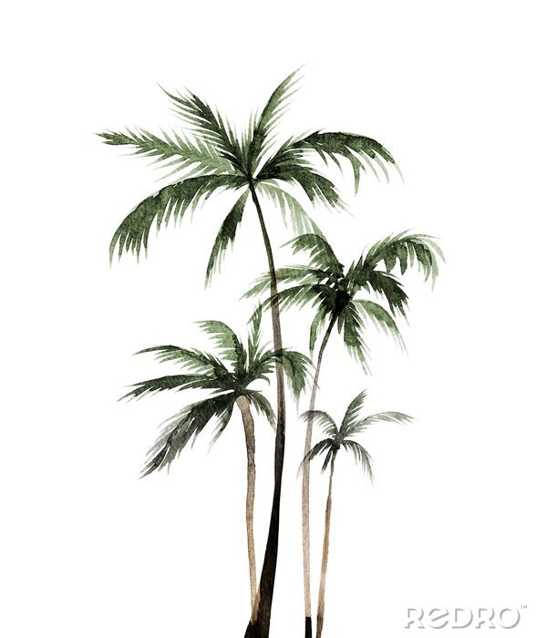 Poster  Peinture à l'aquarelle de cinq palmiers