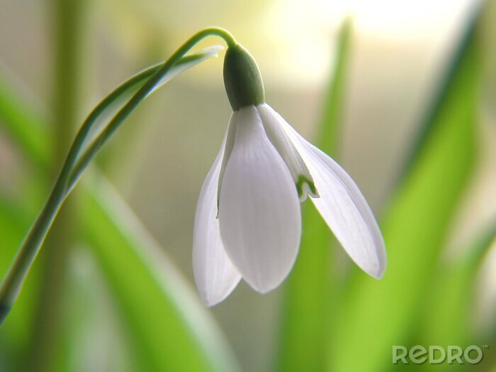 Poster  Perce-neige blanc