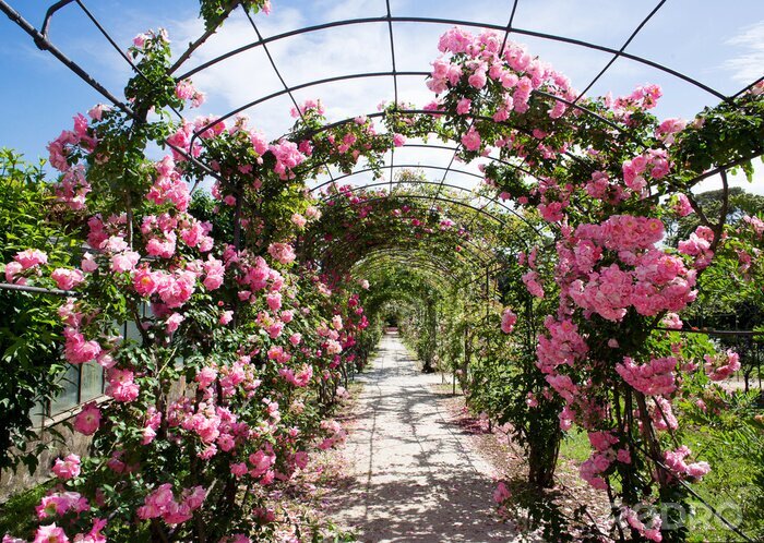 Poster  Pergola de roses couleur rose