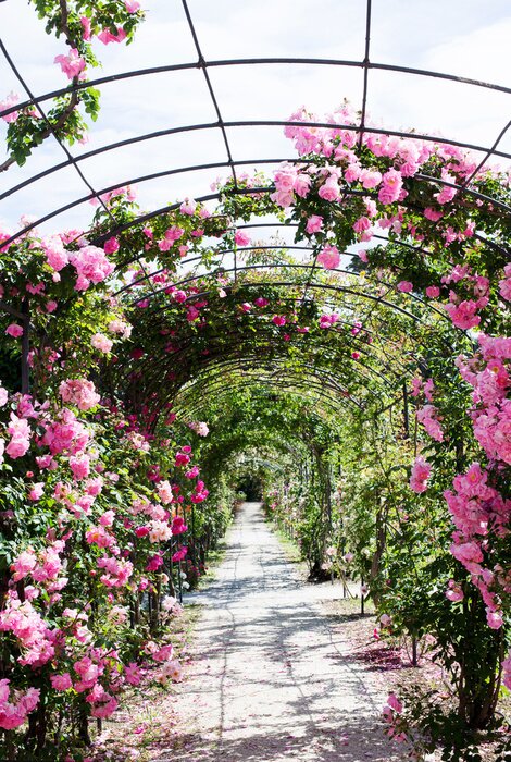 Poster  Pergola roses couleur rose