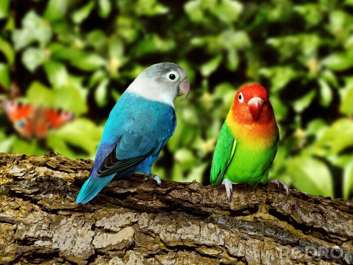Poster  Perroquets colorés assis sur un arbre