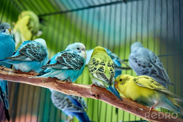 Poster  Perroquets colorés dans une cage