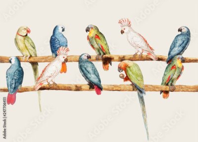 Poster  Perroquets réalistes sur bâtonnets