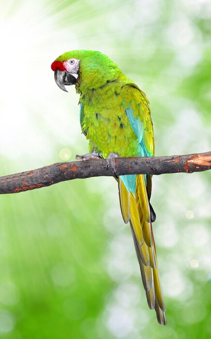 Poster  Perruche verte sur un fond clair