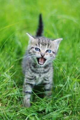 Poster  Pet petit chaton dans l'herbe