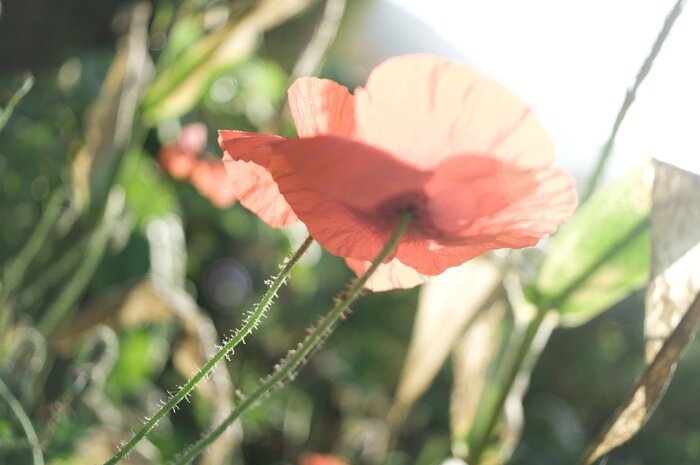 Poster  Pétales de fleurs des champs illuminés par le soleil