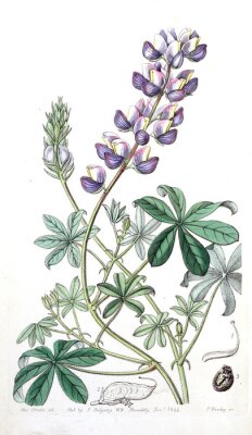 Poster  Pétales de fleurs violettes sur une branche
