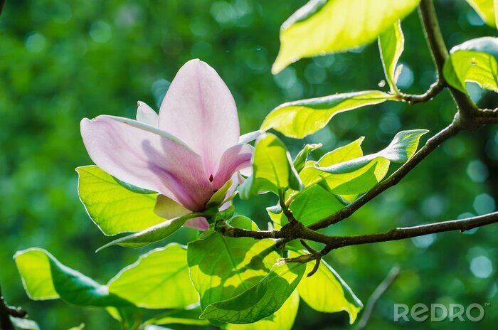 Poster  Pétales de magnolia au milieu des feuilles