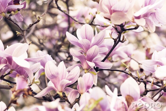 Poster  Pétales de magnolia couleur lilas