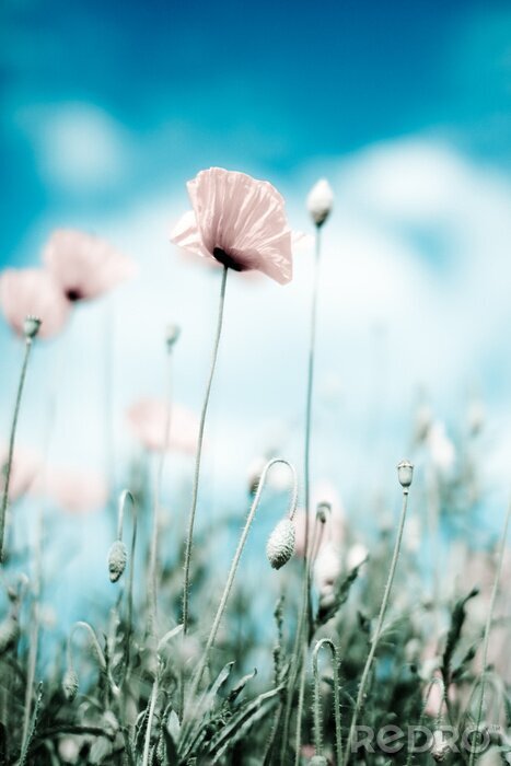 Poster  Pétales de pavot fanés