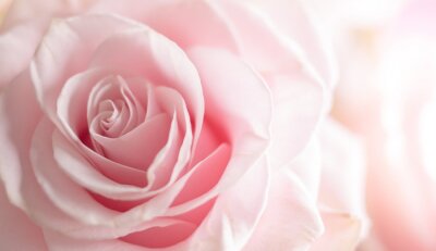 Poster  Pétales de rose de beauté en bouton