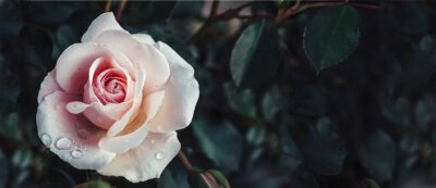 Poster  Pétales de roses du matin recouverts de rosée