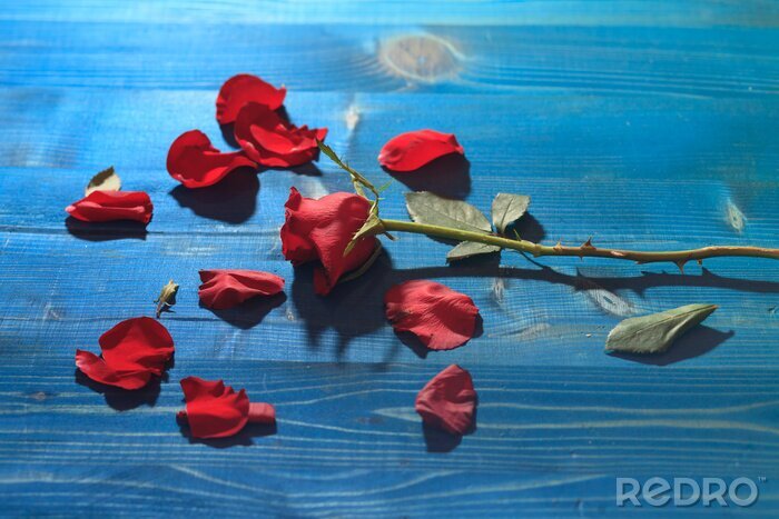 Poster  Pétales détachés d'un bouton floral