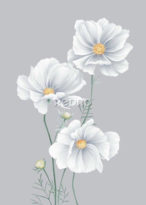 Poster  Pétales gris de fleurs sauvages