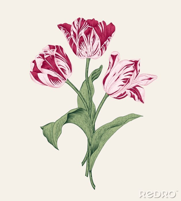 Poster  Pétales ombragés de tulipes vintage