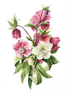 Poster  Petit bouquet de fleurs blanches et roses