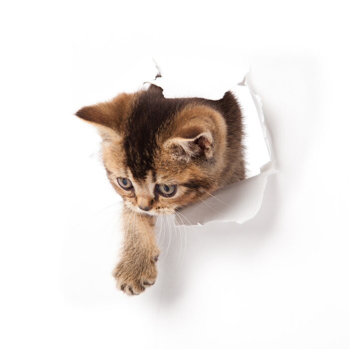 Poster  Petit chaton sur fond blanc