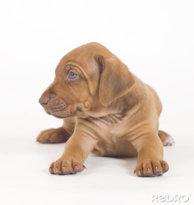 Poster  Petit chien caramel allongé