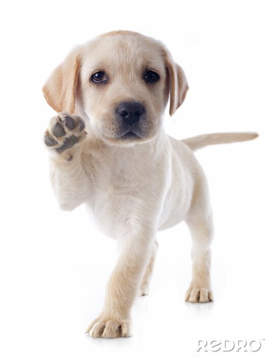 Poster  Petit chien qui donne la patte