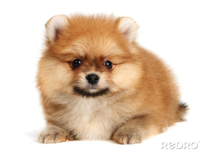 Poster  Petit chien tout doux