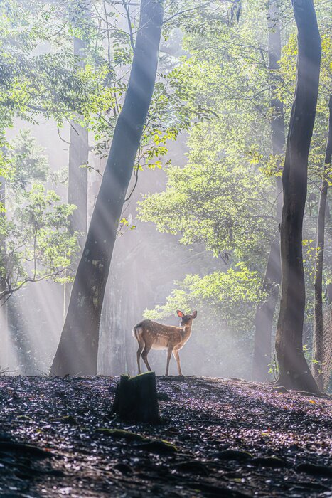 Poster  Petit faon dans une forêt pittoresque