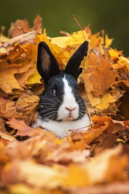 Petit lapin drôle assis dans un tas de feuilles en automne