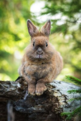Poster  Petit lapin en promenade dans la forêt