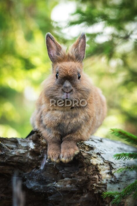 Poster  Petit lapin en promenade dans la forêt