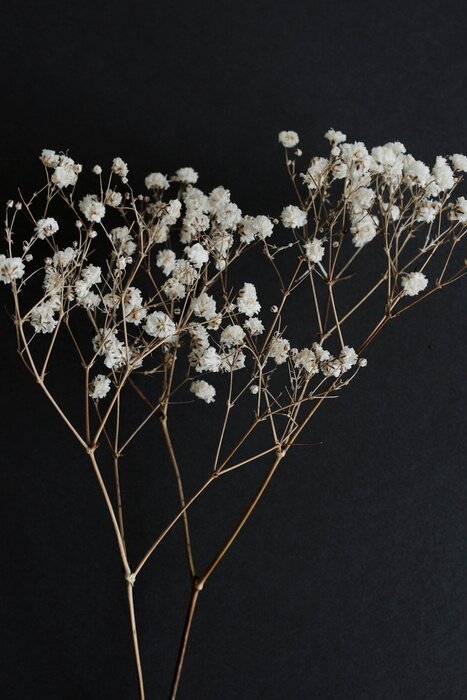 Poster  Petites fleurs blanches sur une branche