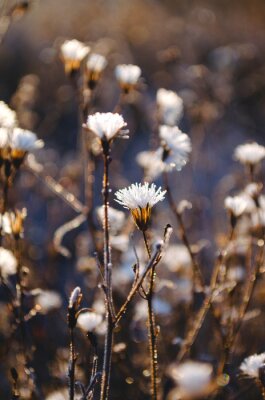 Poster  Petites fleurs sauvages sur une prairie d'automne
