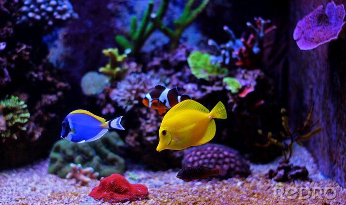 Poster  Petits poissons dans l'aquarium