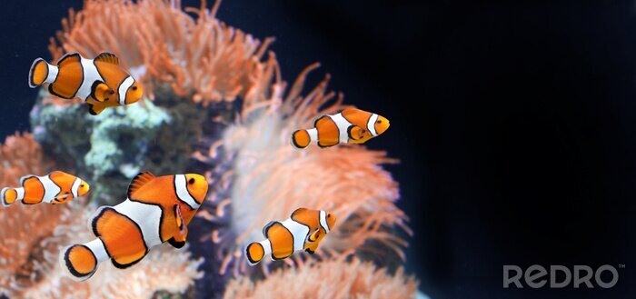 Poster  Petits poissons et plantes marines