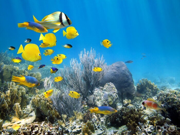 Poster  Petits poissons jaunes sous l'eau au milieu des pierres