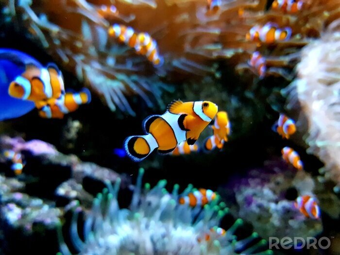 Poster  Petits poissons tropicaux dans l'aquarium