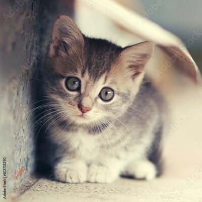 Poster  Peu, mignon, chaton, siting, Dehors