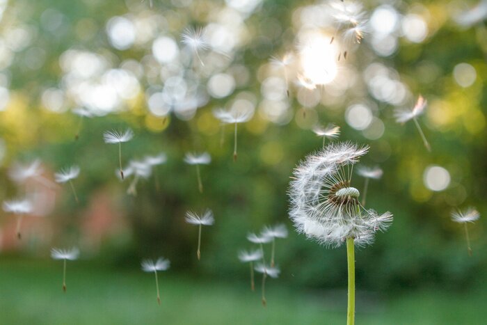 Poster  Photo artistique d'une fleur en vert
